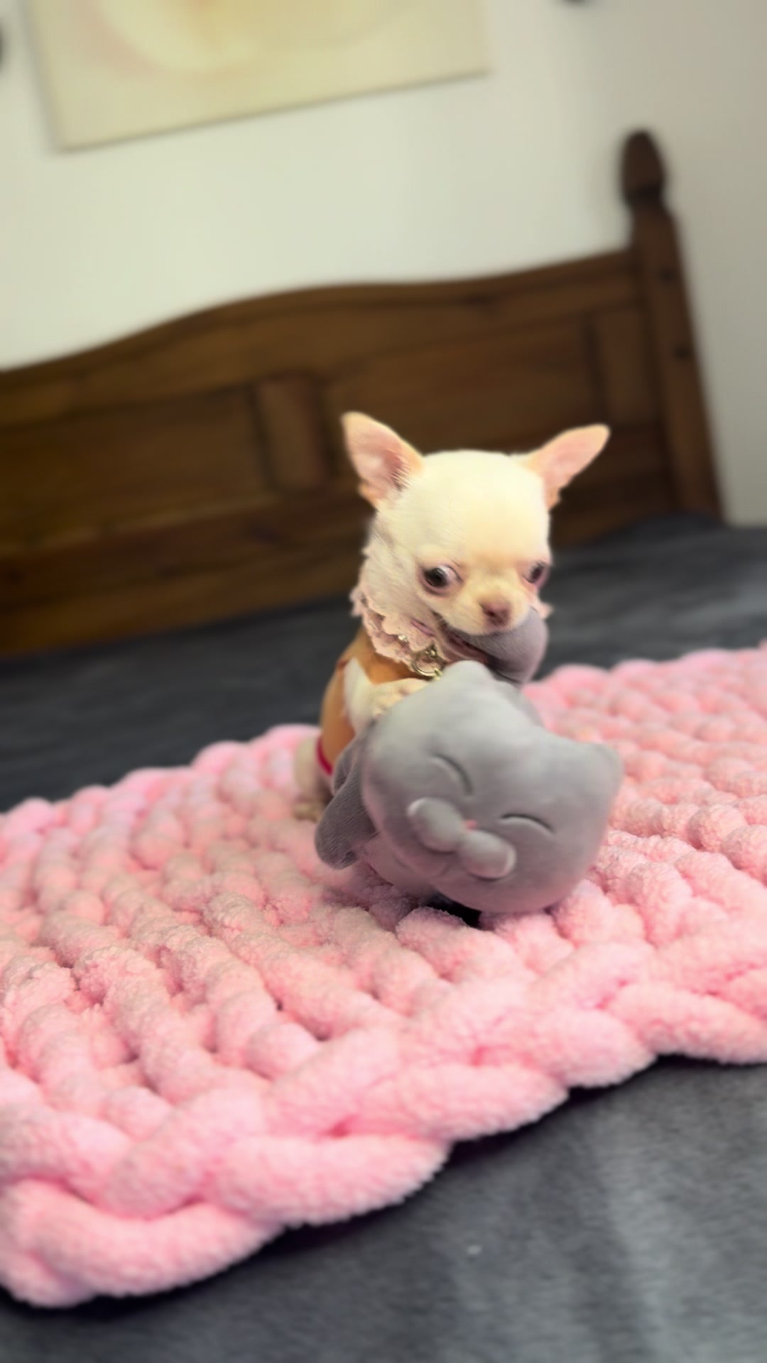 @teacupchihuahua