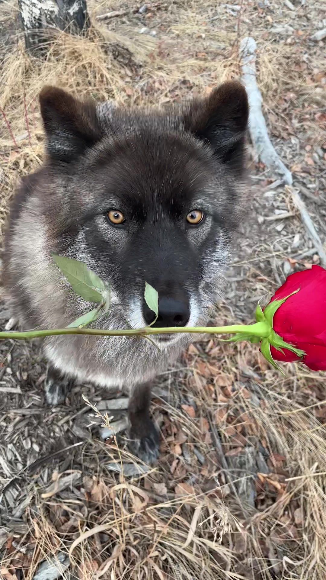 @Yamnuska Wolfdog Sanctuary