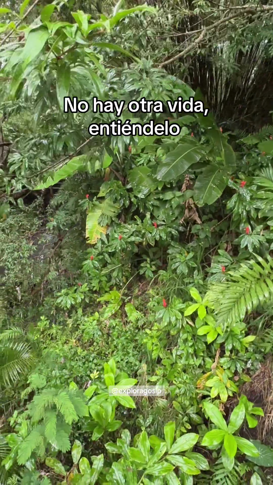 @explorago_slp