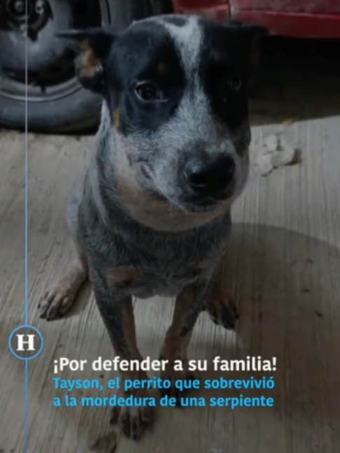 @elheraldodemexico