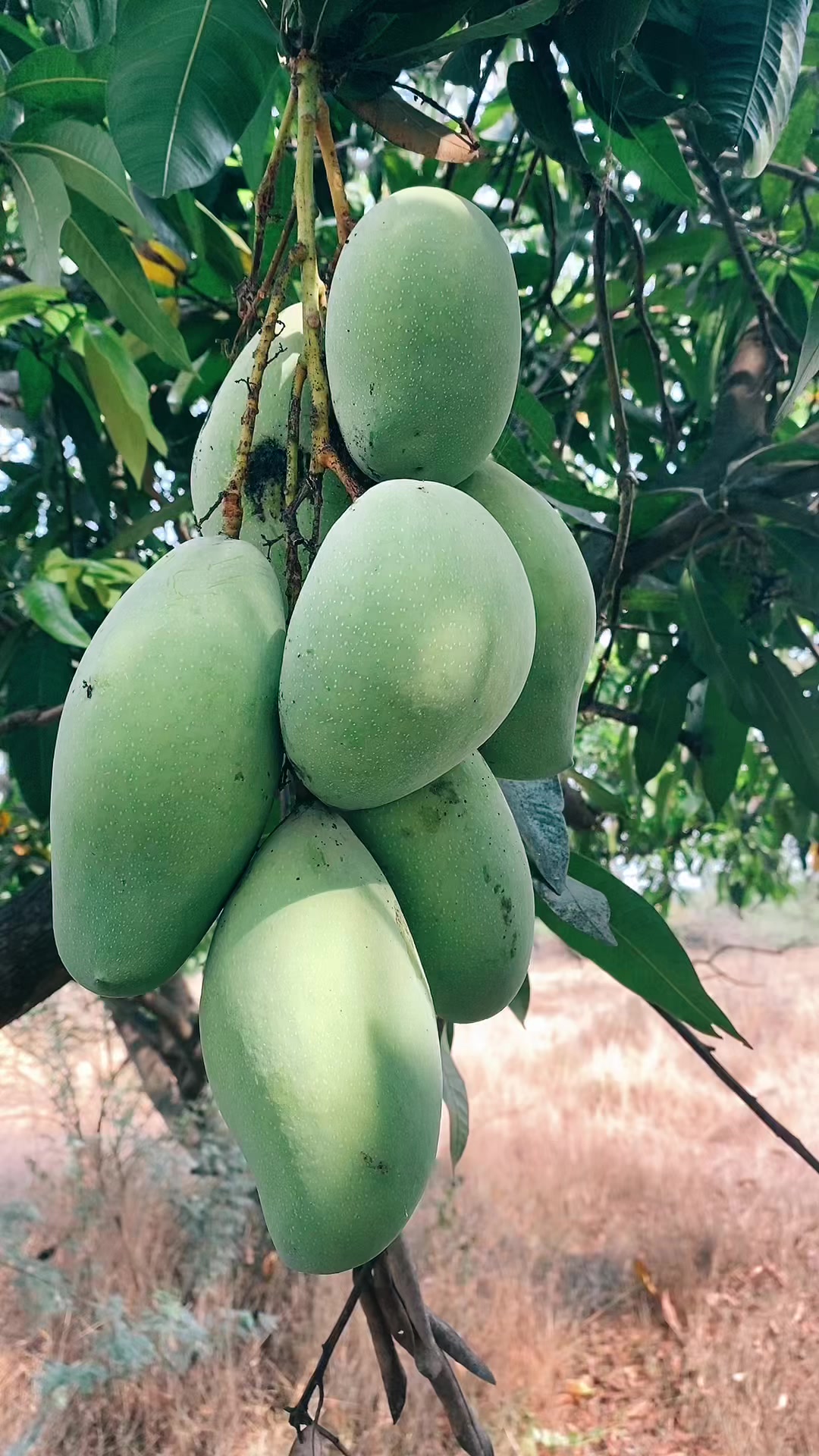 @Nani Bujji
