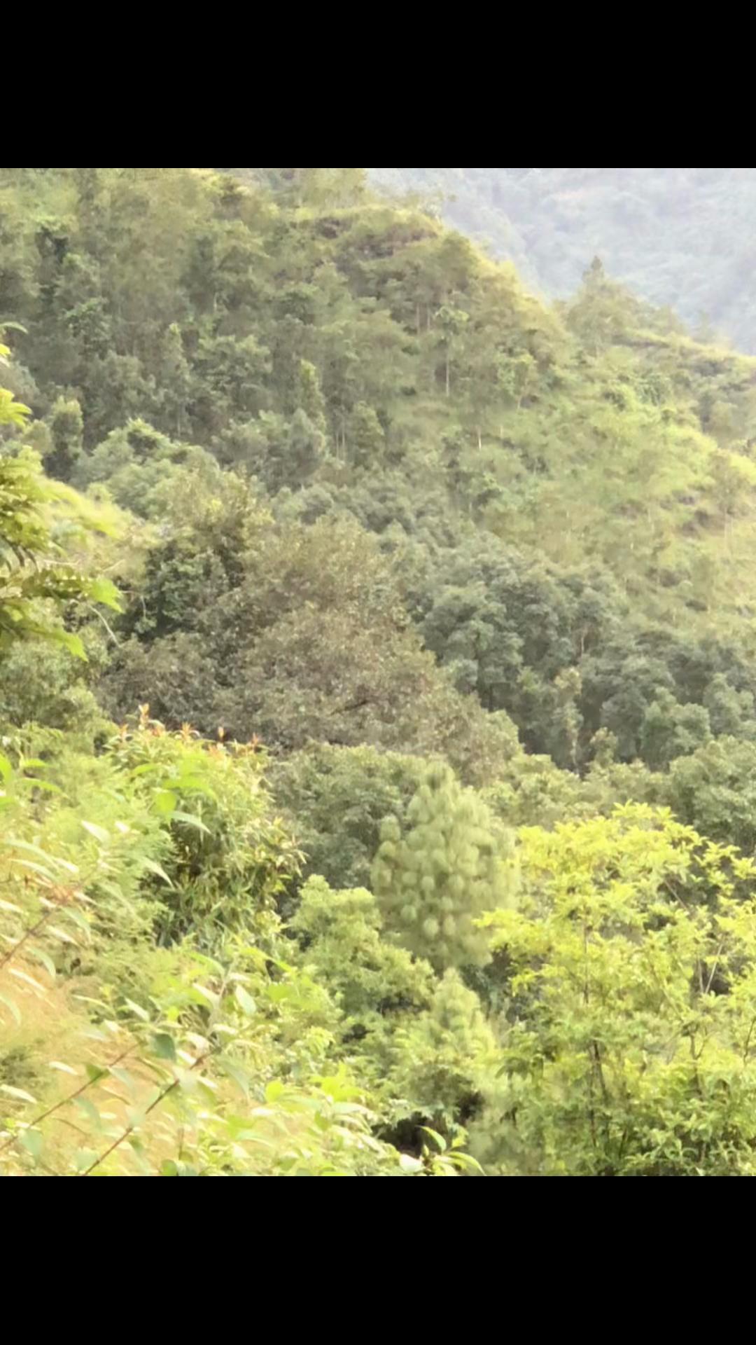 @damodarparajuli84
