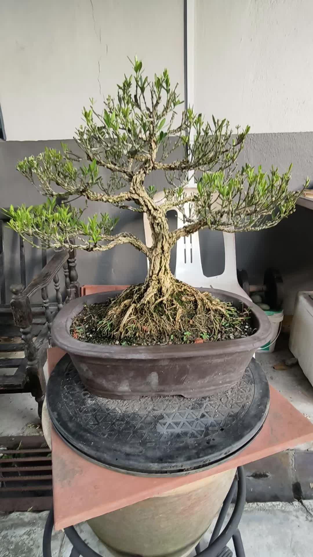 @ONE BONSAI JB
