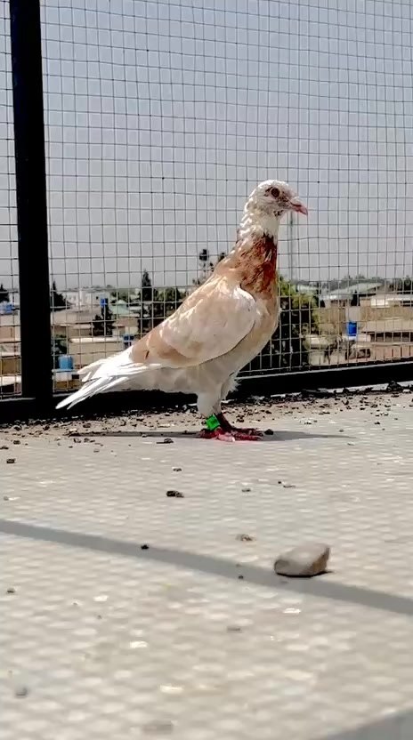 @🕊️L.R .Loft.Q.z.Meer&rsquo;s.Loft🦅
