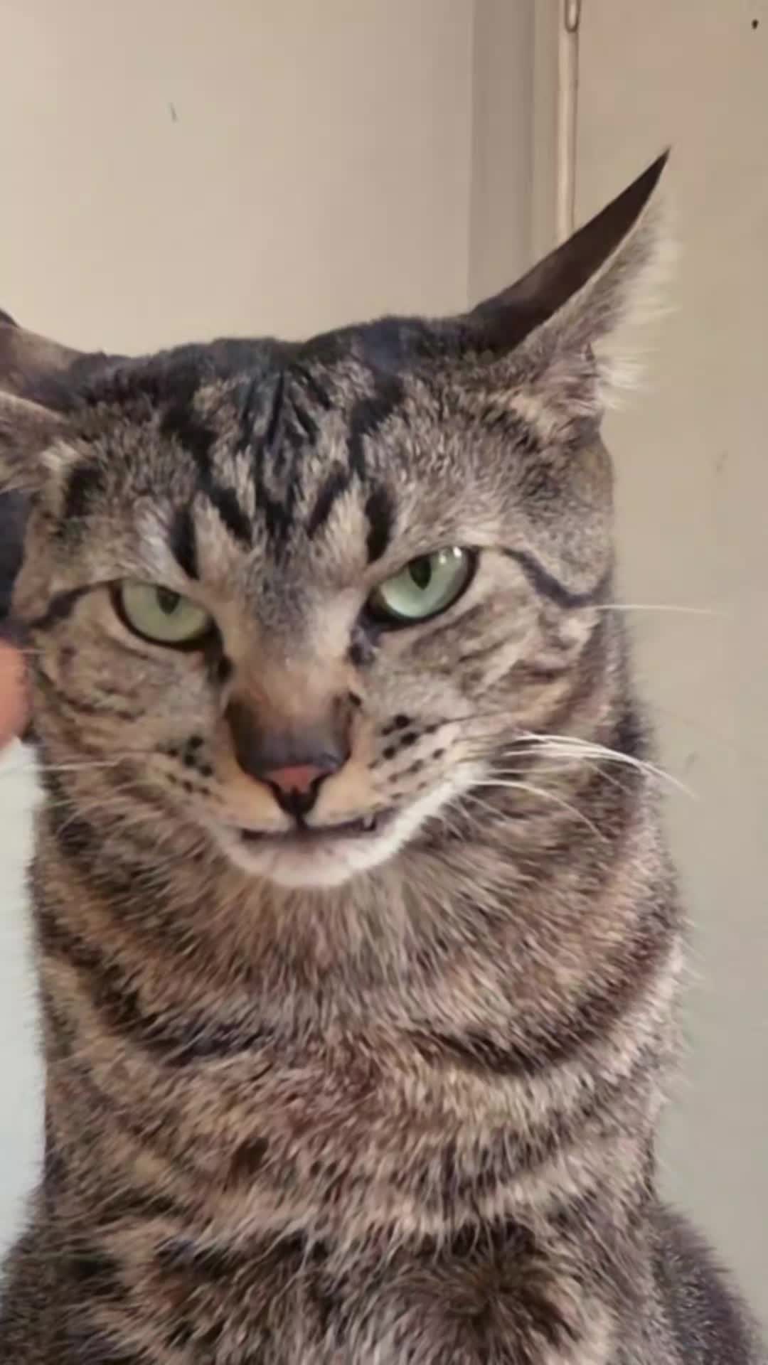 @Mushu