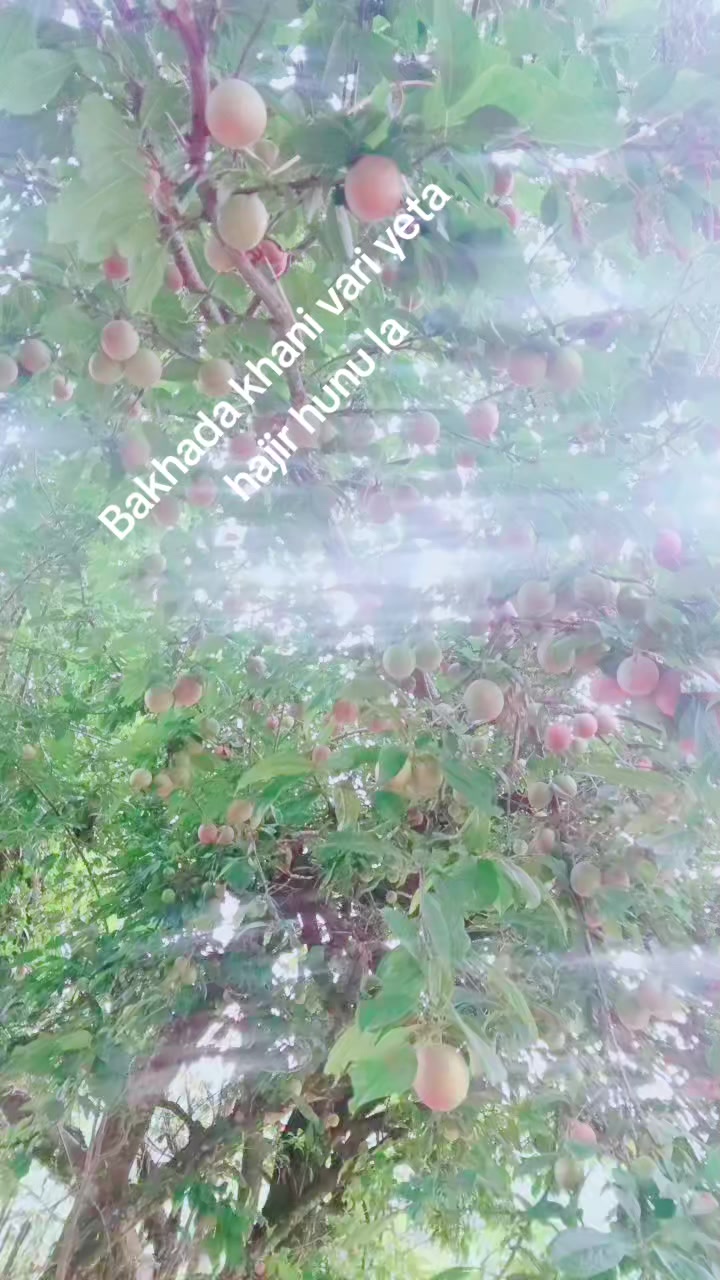 @Saraswati Adhikari