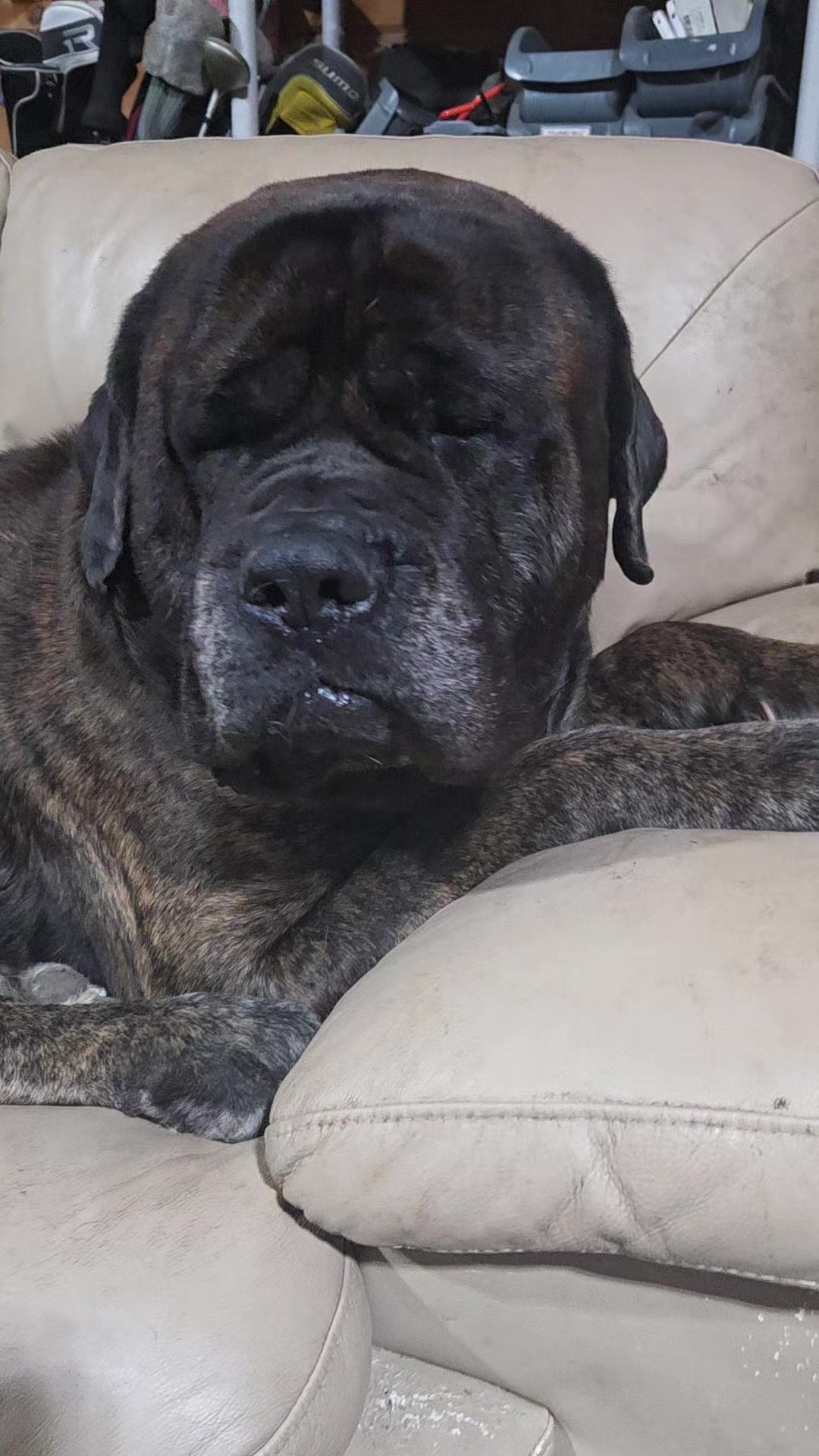 @Maple Mastiffs