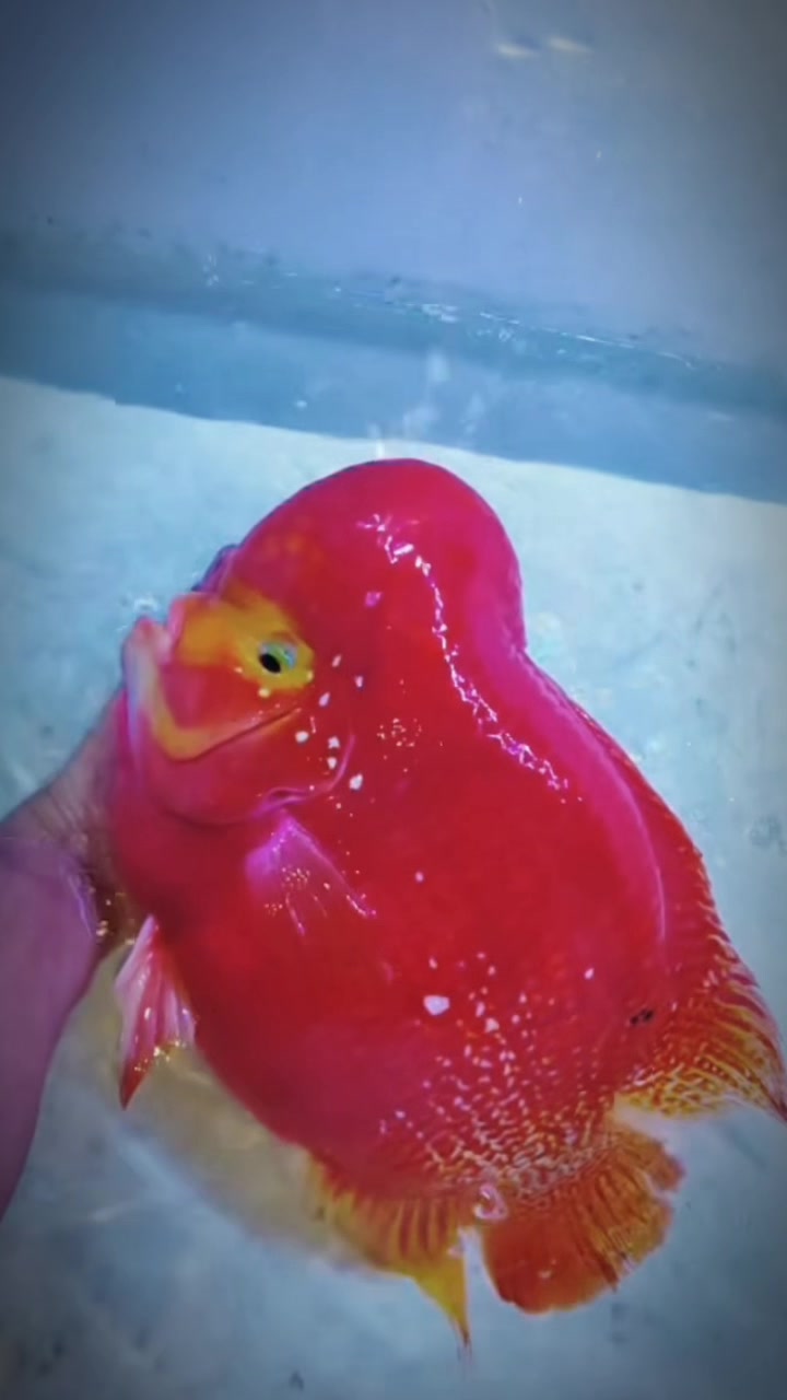@網上看魚