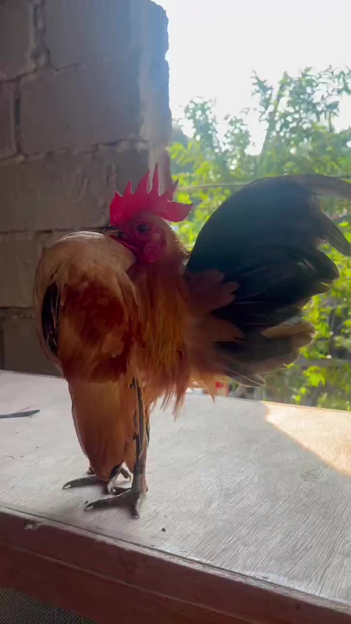 @Hppynest