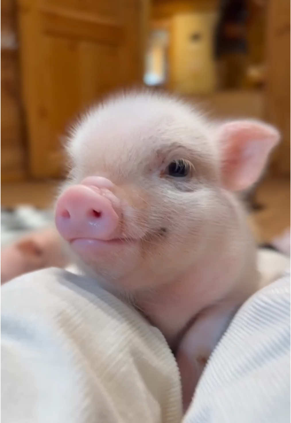@pignic