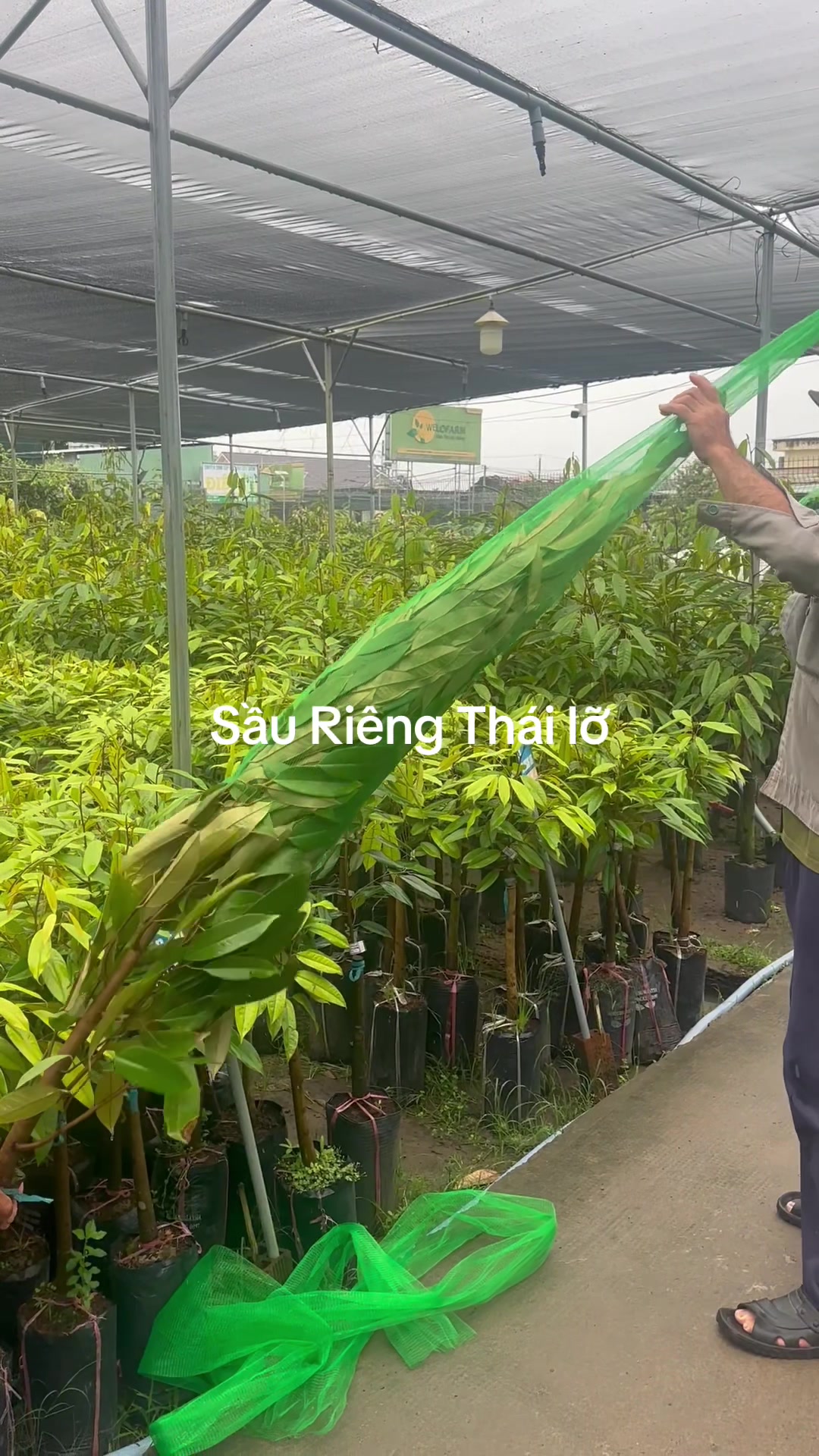 @Hùng Chương STCG Welofarm