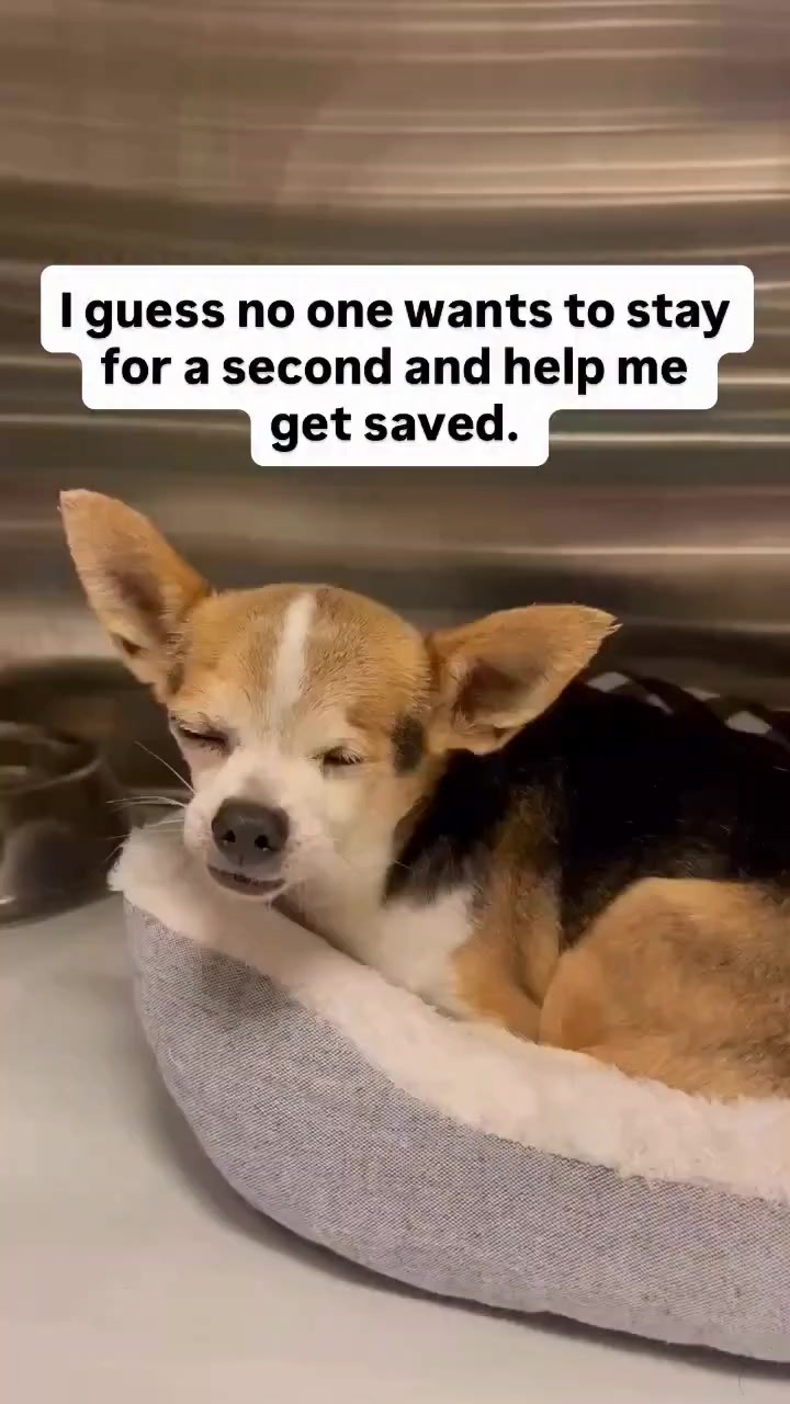 @NewLeashOnLifeRescue