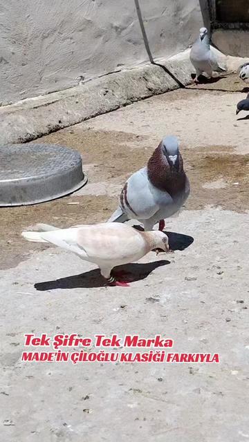 @ÇİLOĞLU KLASİĞİ