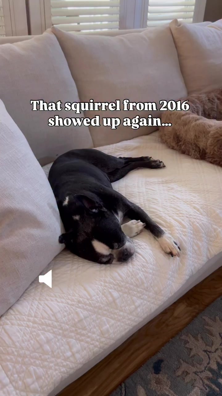 @boston.terrier.shop