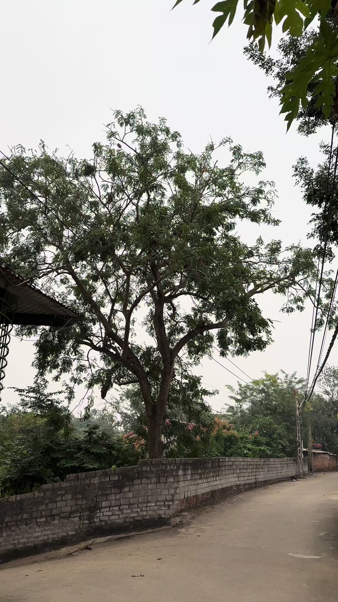 @Nhà Vườn Vũ Mai