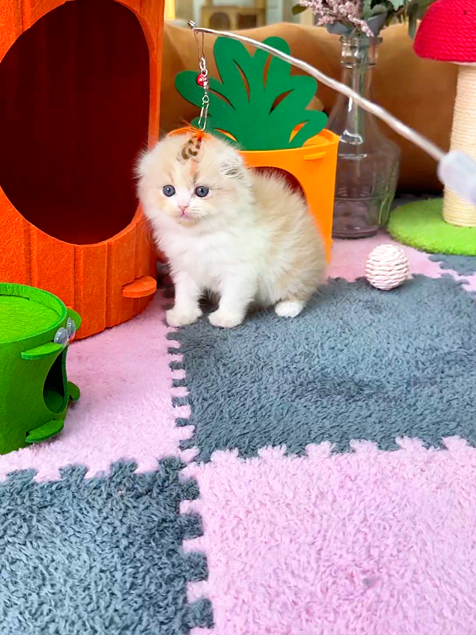 @핑발바닥은 못참는다냥🐱