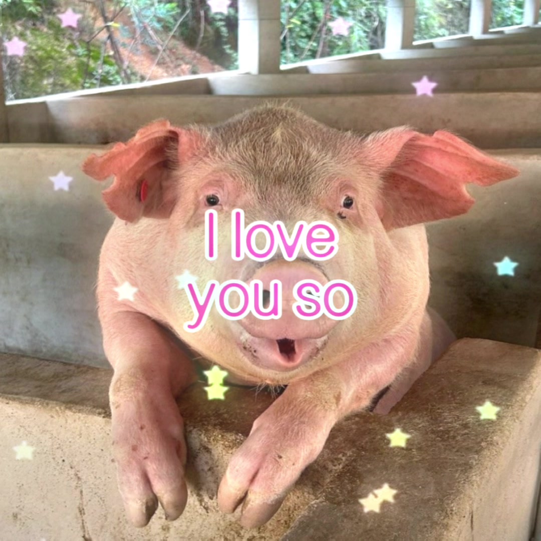 @биг свин🐖