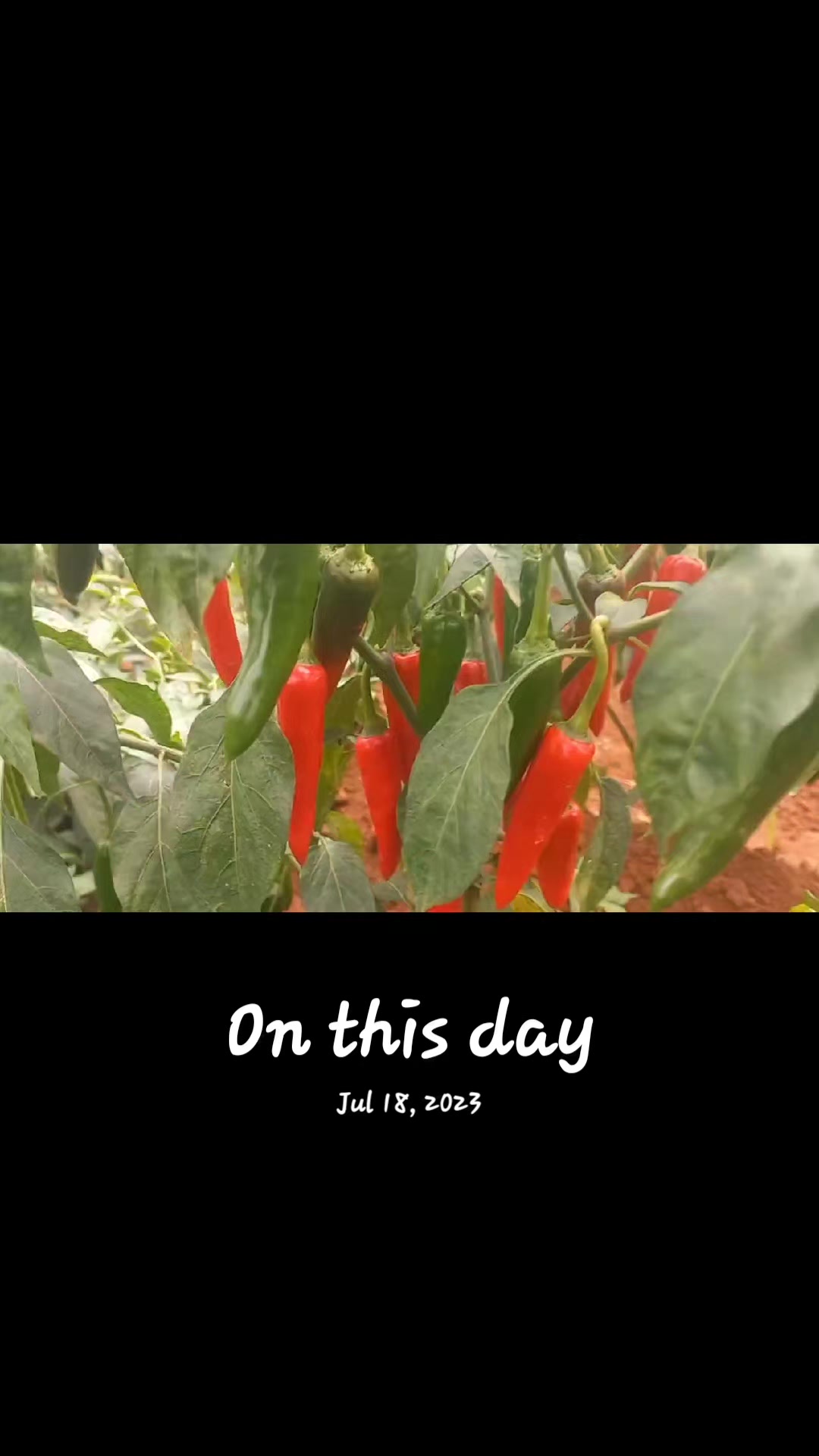 @Agri-Irrigation Africa Limited