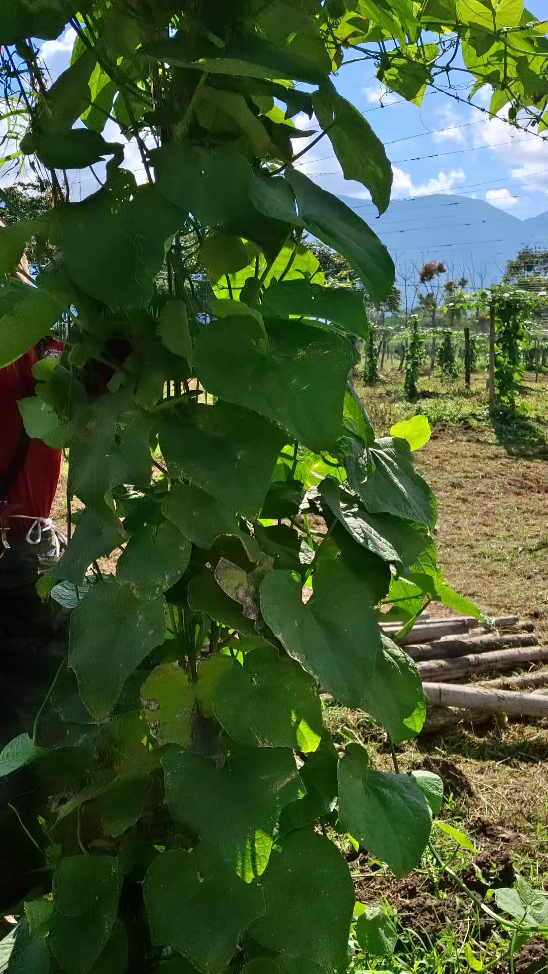 @chayotezoquiteco