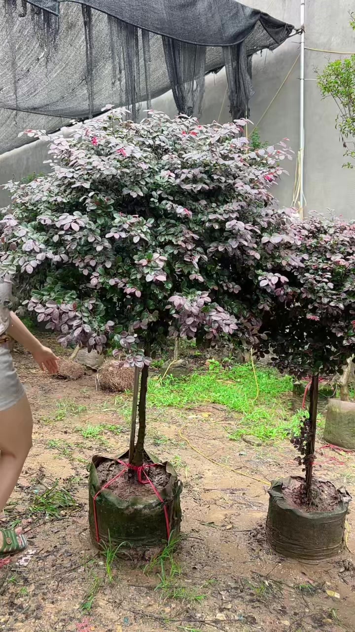 @Khổng La