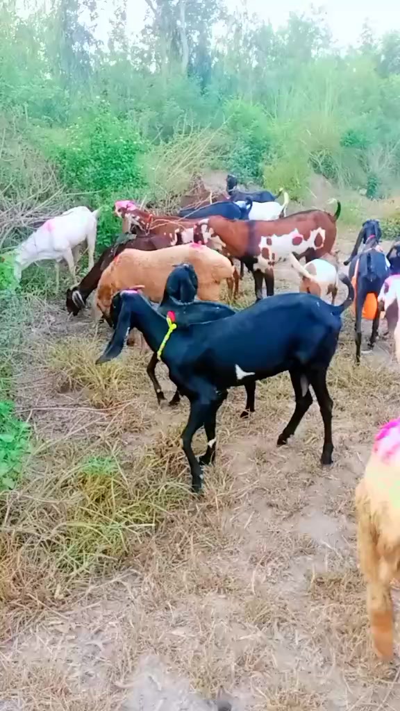 @shanigujjar