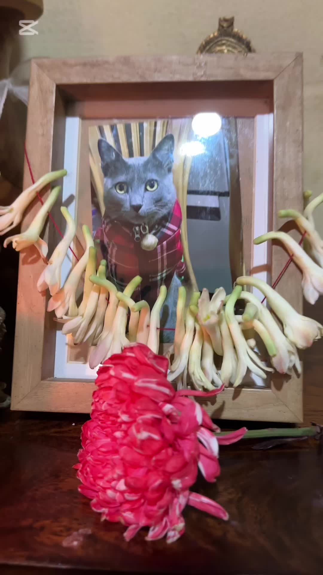 @Royna magar 🐈🕊️💔