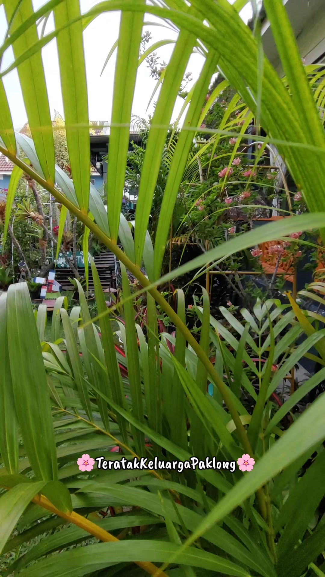 @Teratak Keluarga Paklong