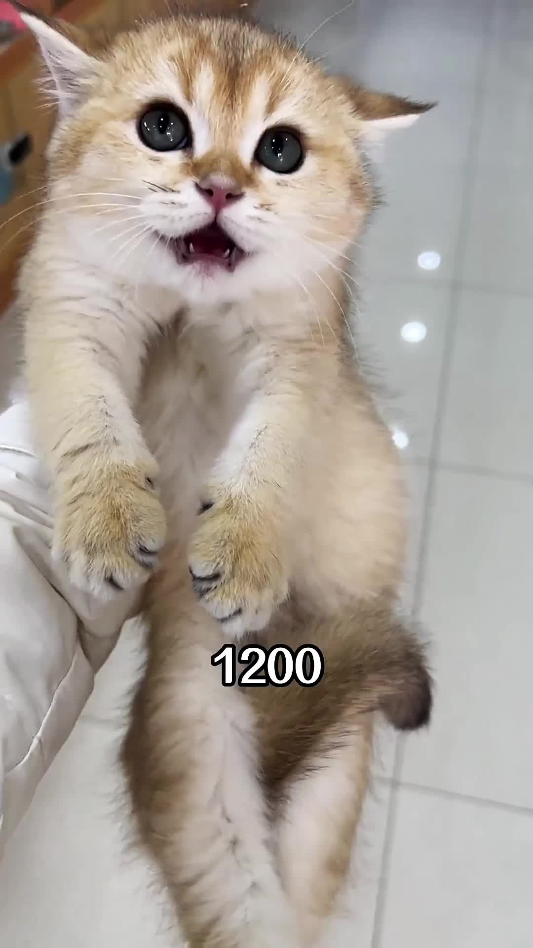 @寵物批發零售（一手批發，零售）