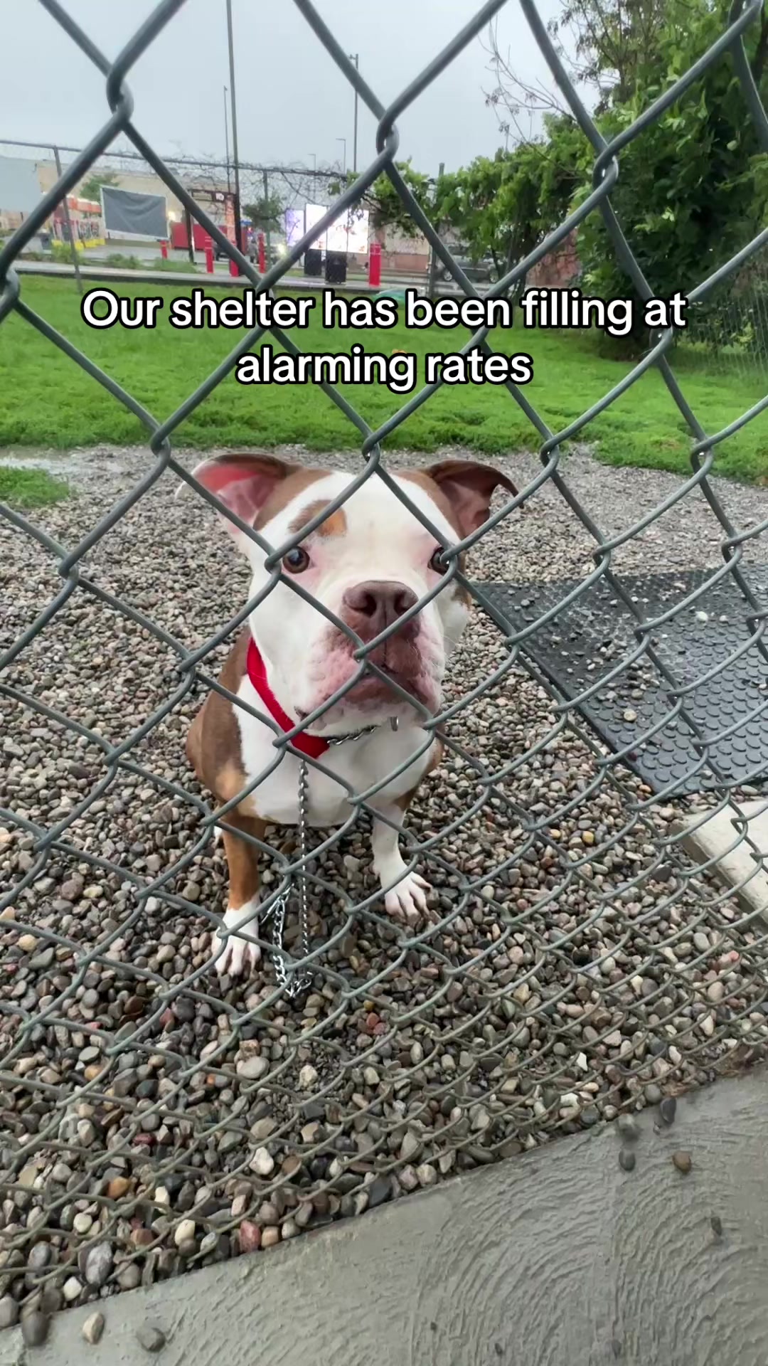 @Behind The Kennels