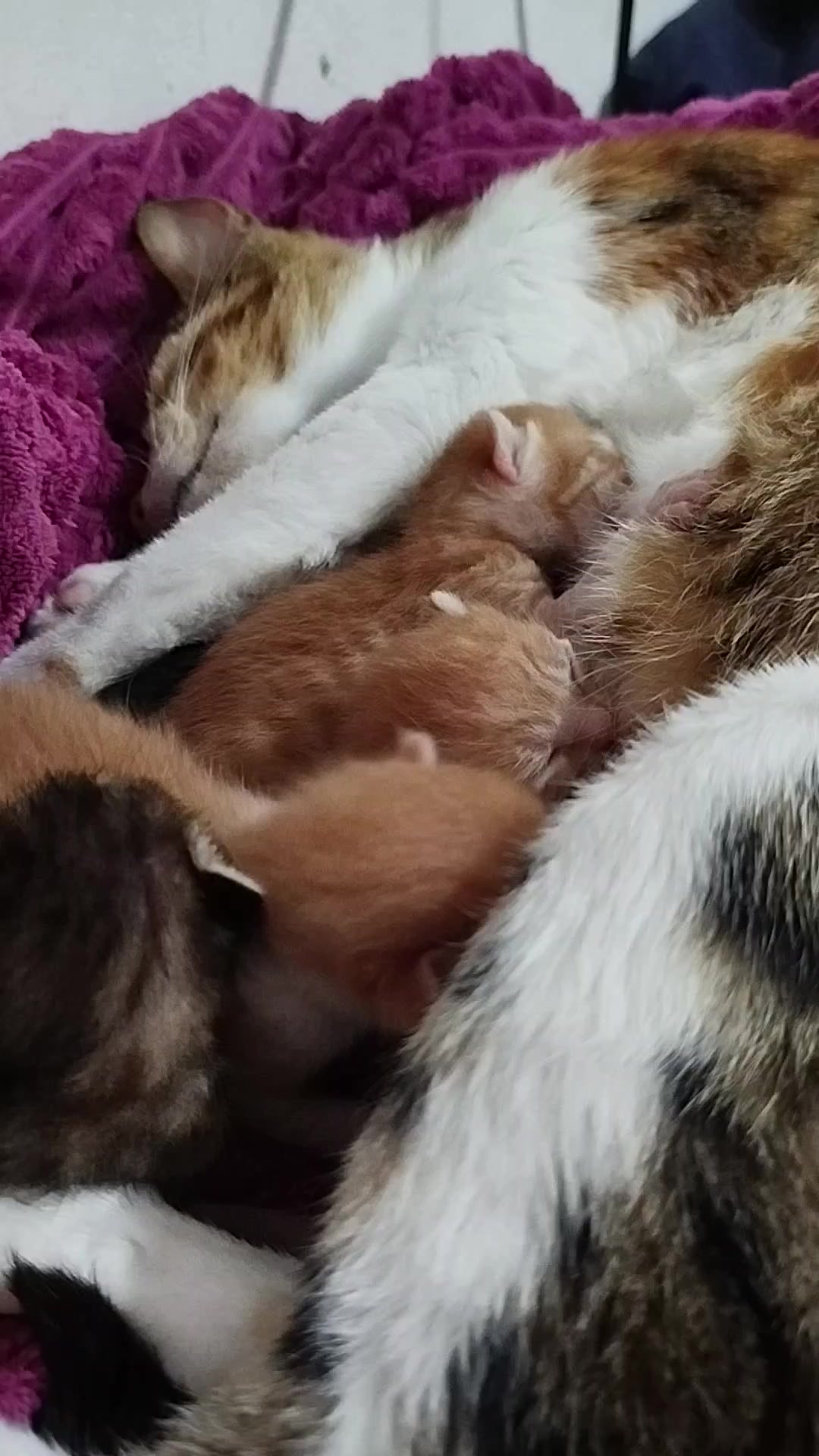 @MyLovelyPets💧