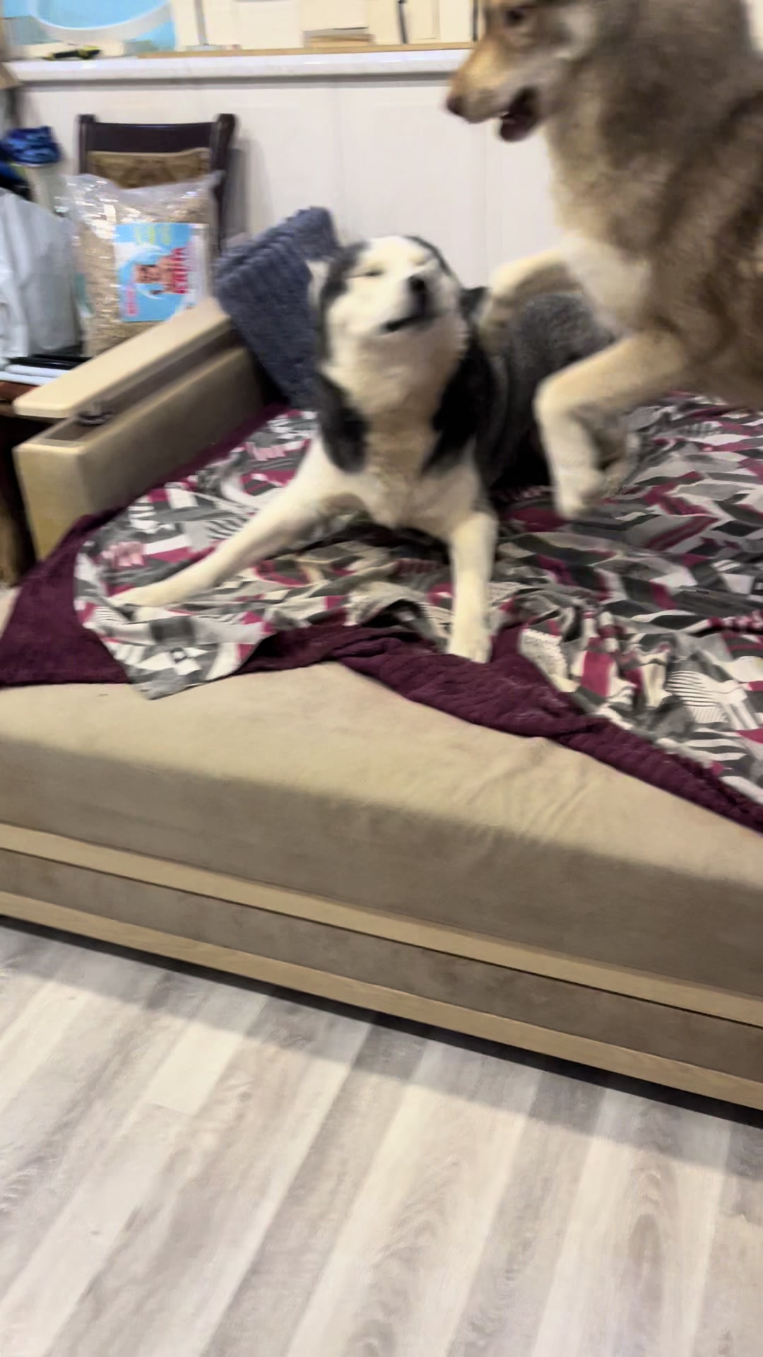 @🐕🦺Бонифаций и Арчибальд🐕