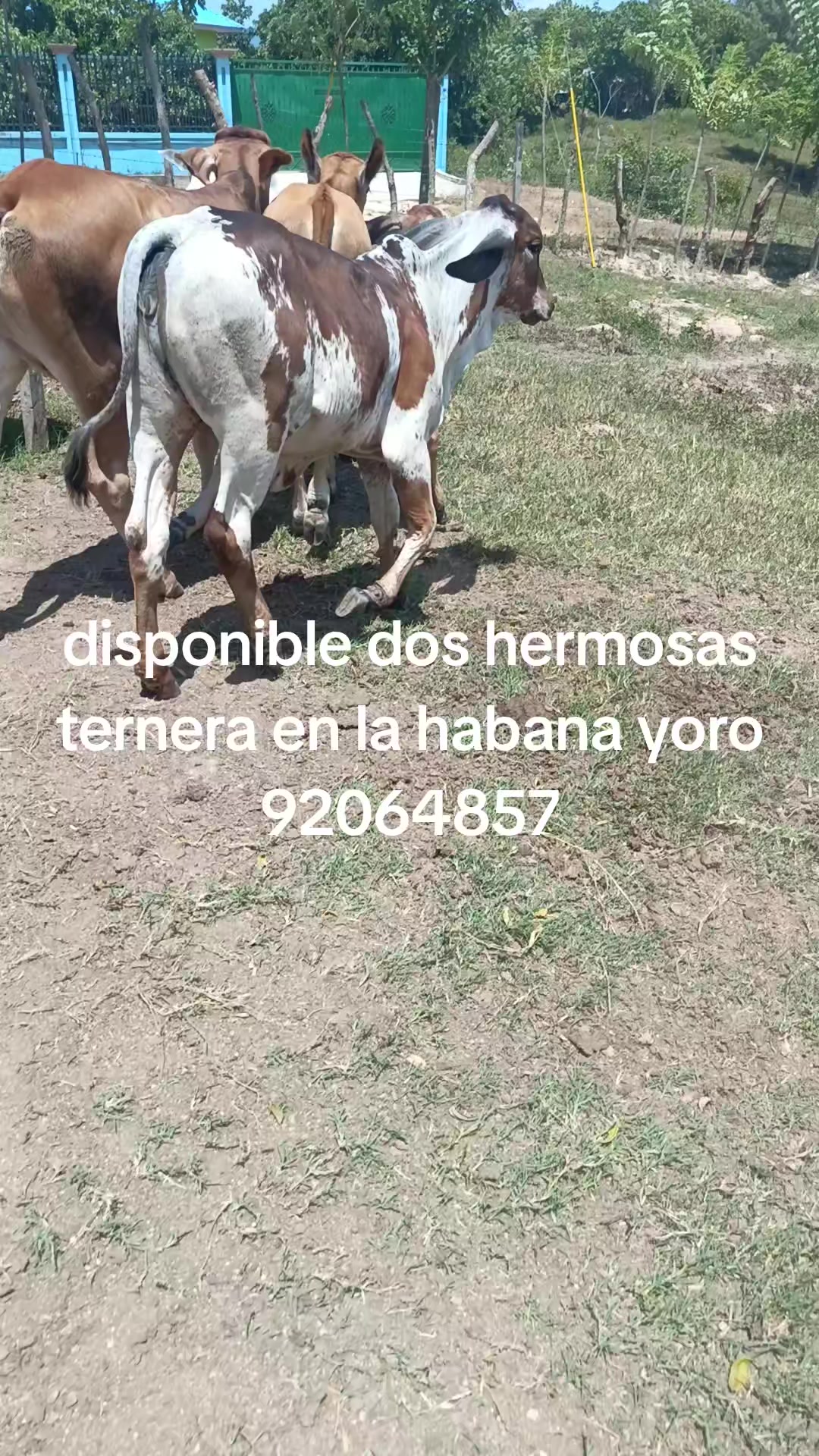 @maykel Mej&iacute;a