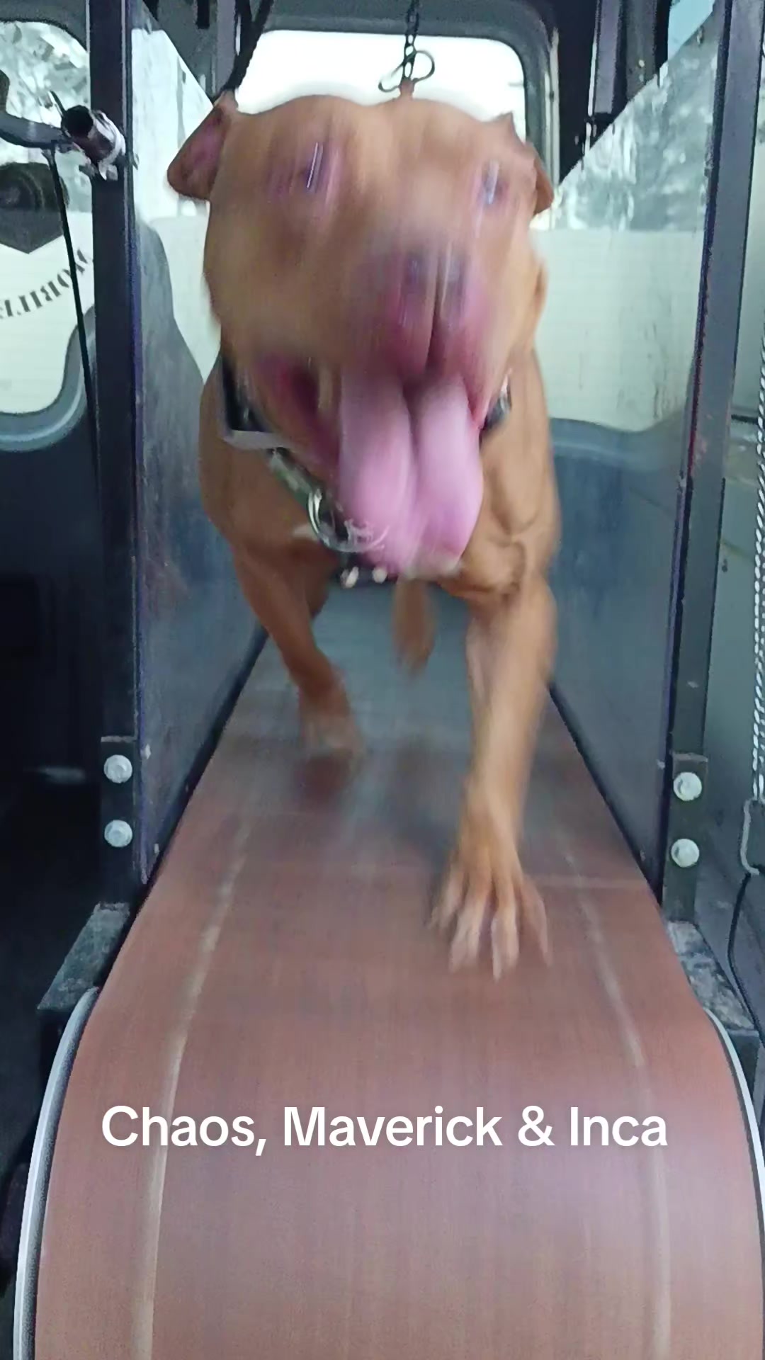 @Canine Conditioning
