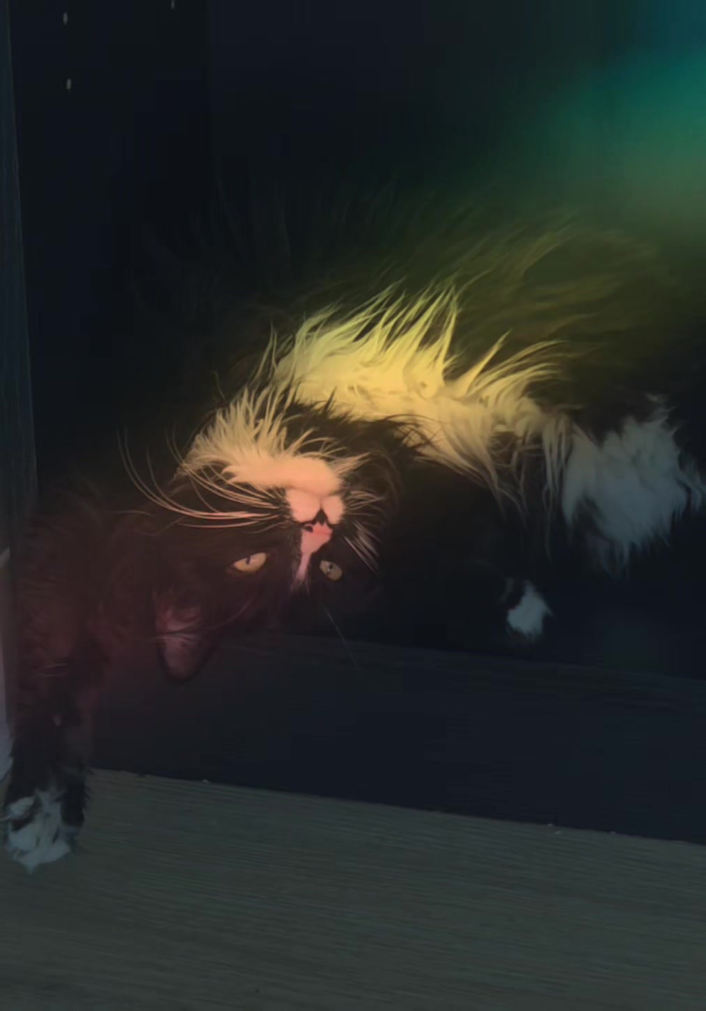 @AtticaTheTuxedoCat