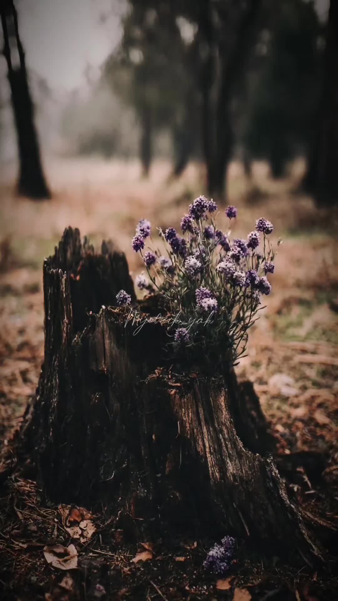 @ꪑꪗꪮ੦ɀỉƙ_ꪗꪖƙ ♪♫♬ 🧬