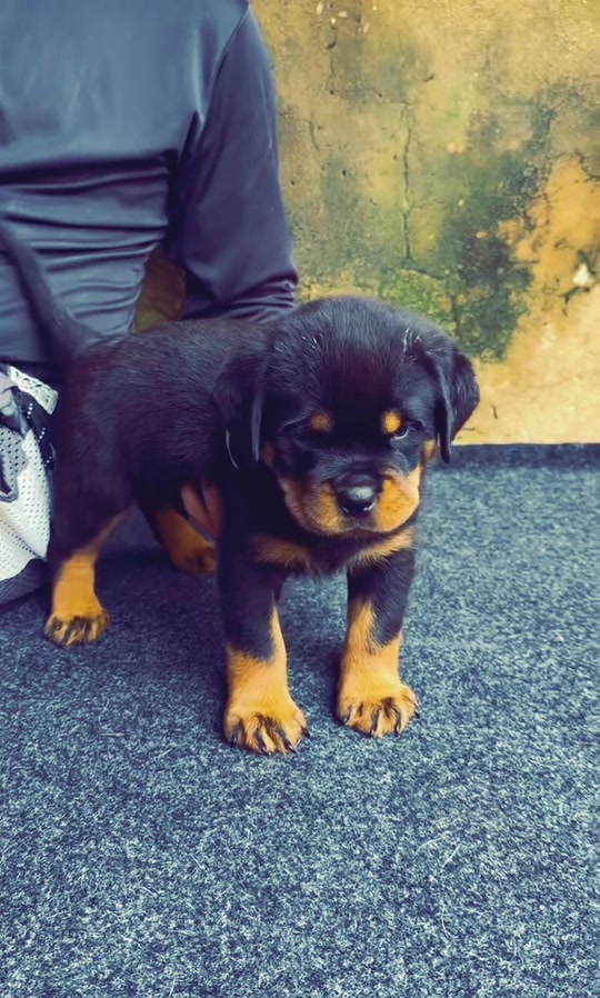 @Trại Ch&oacute; Nghiệp Vụ H&agrave; T&acirc;y