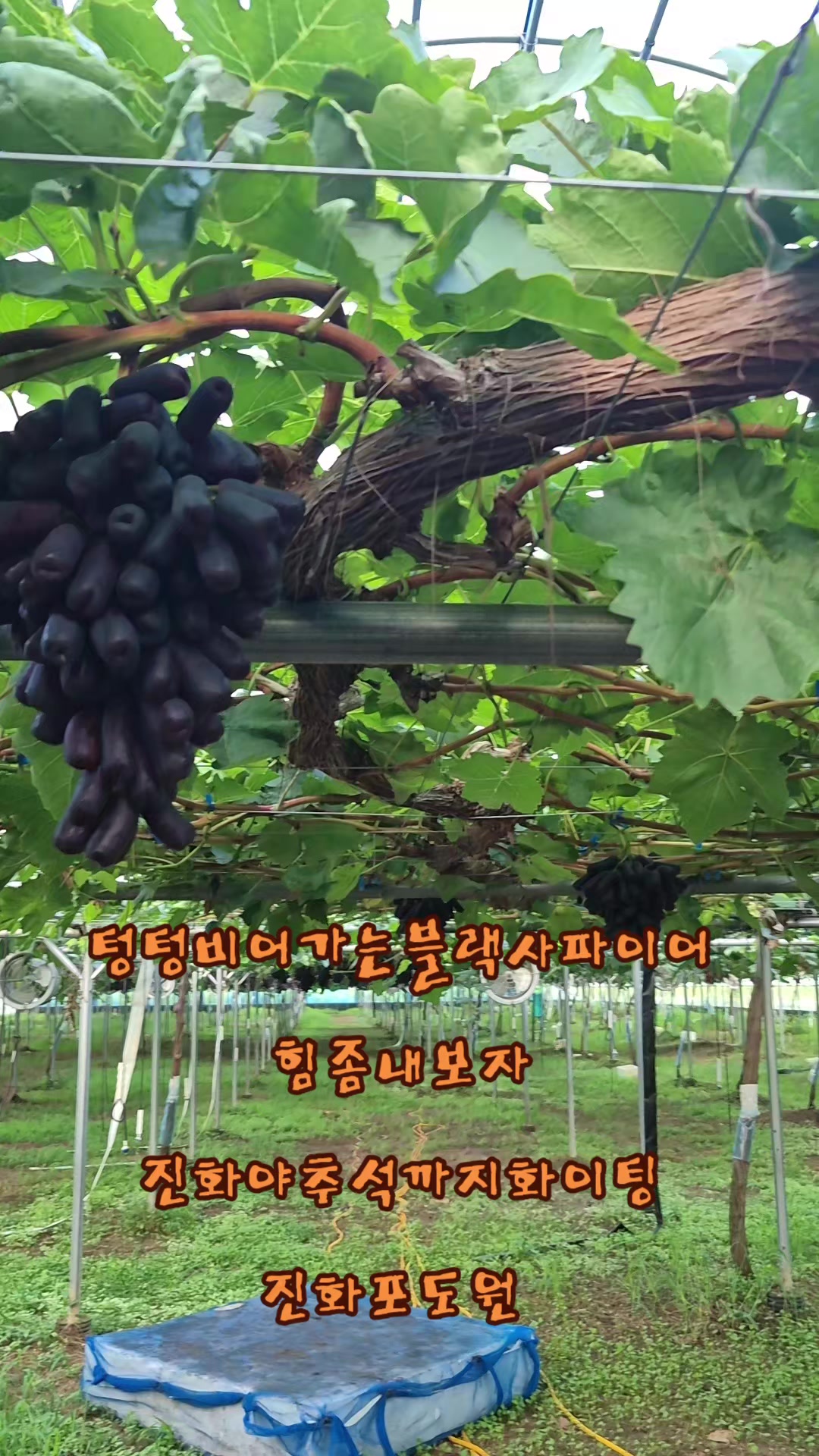 @진화포도원