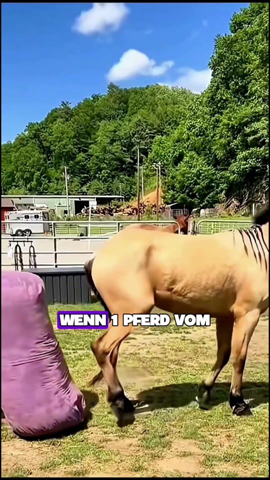 @Tierheim