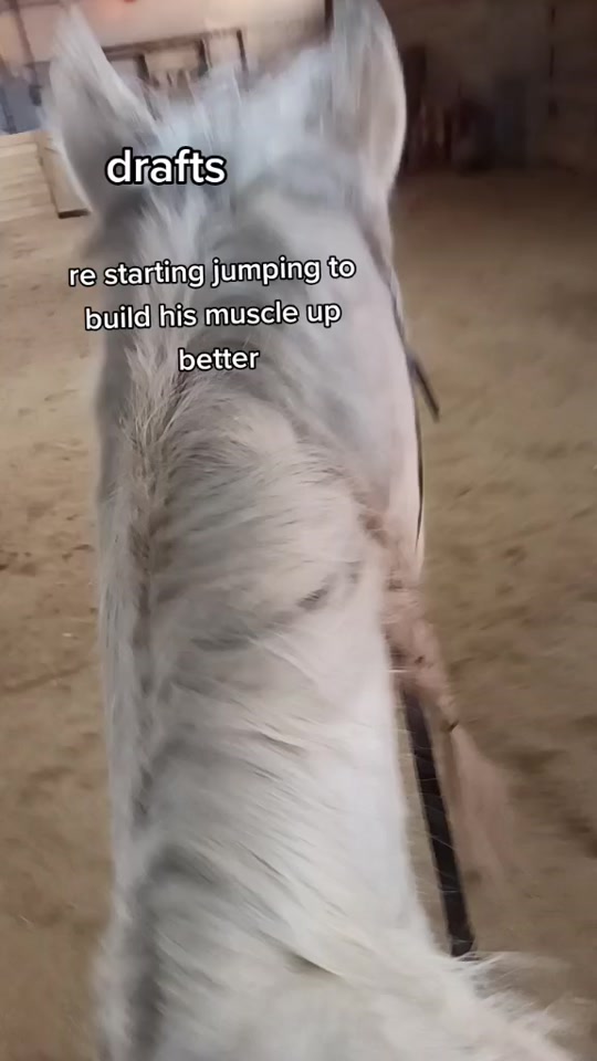 @horsie_rider