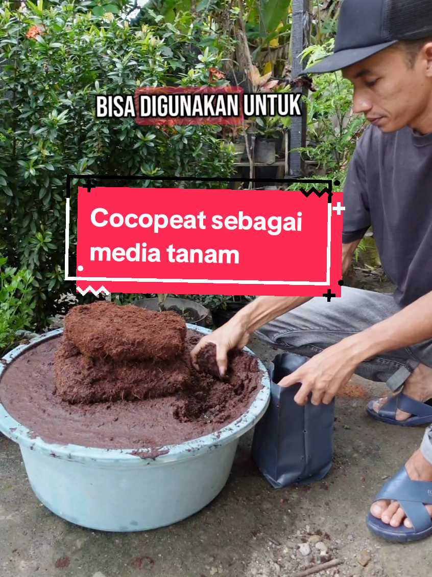 @Akar Serabut