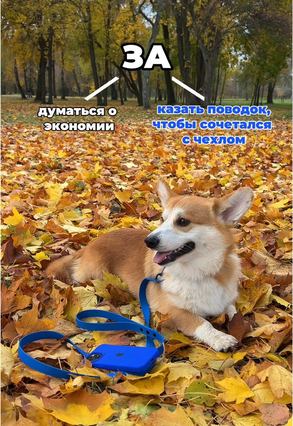 @corgimom.alntz