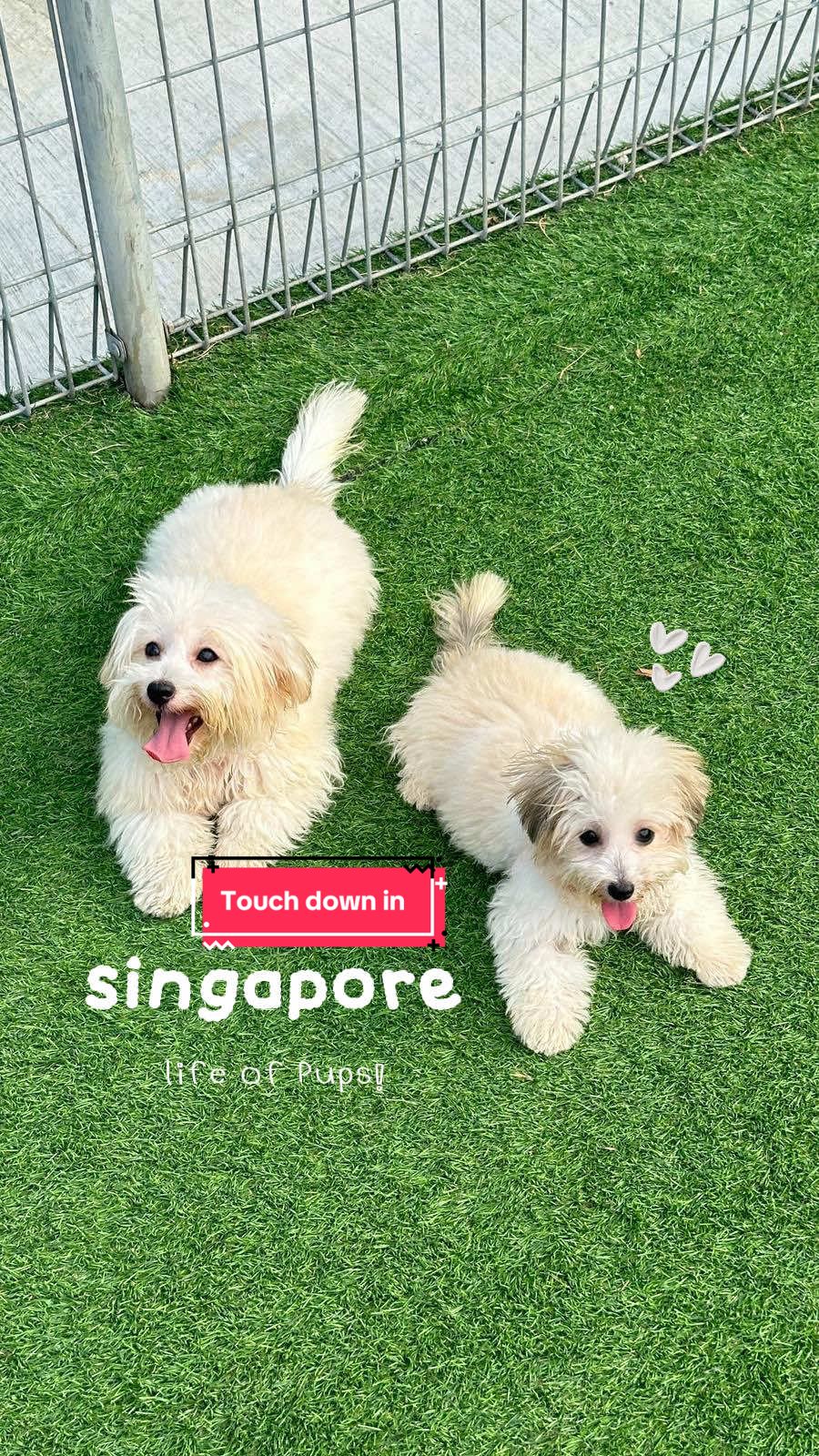 @Monseri Puppy