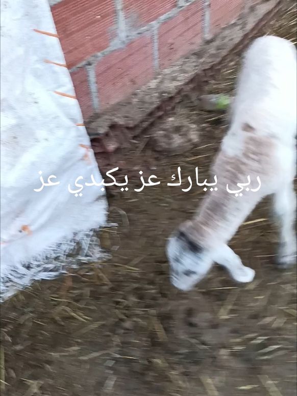 @Bouzyid Bouzyid Bacha