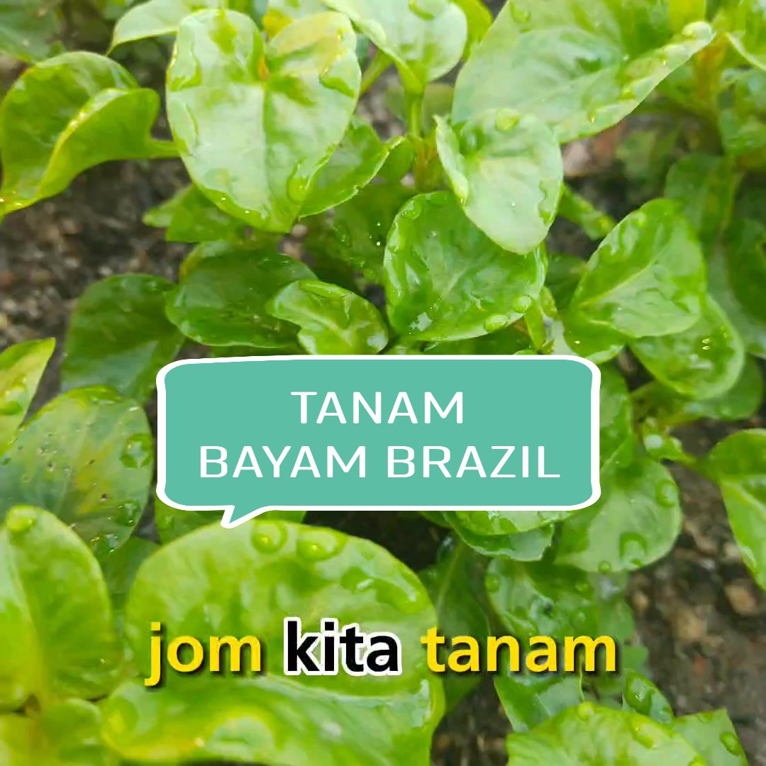@Syufiz