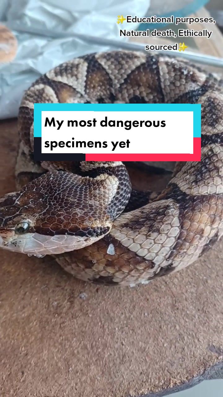 @Daxon