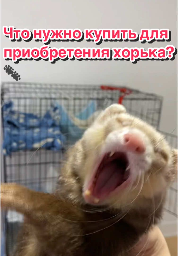 @F_u_r_e_t🐾✨🤍