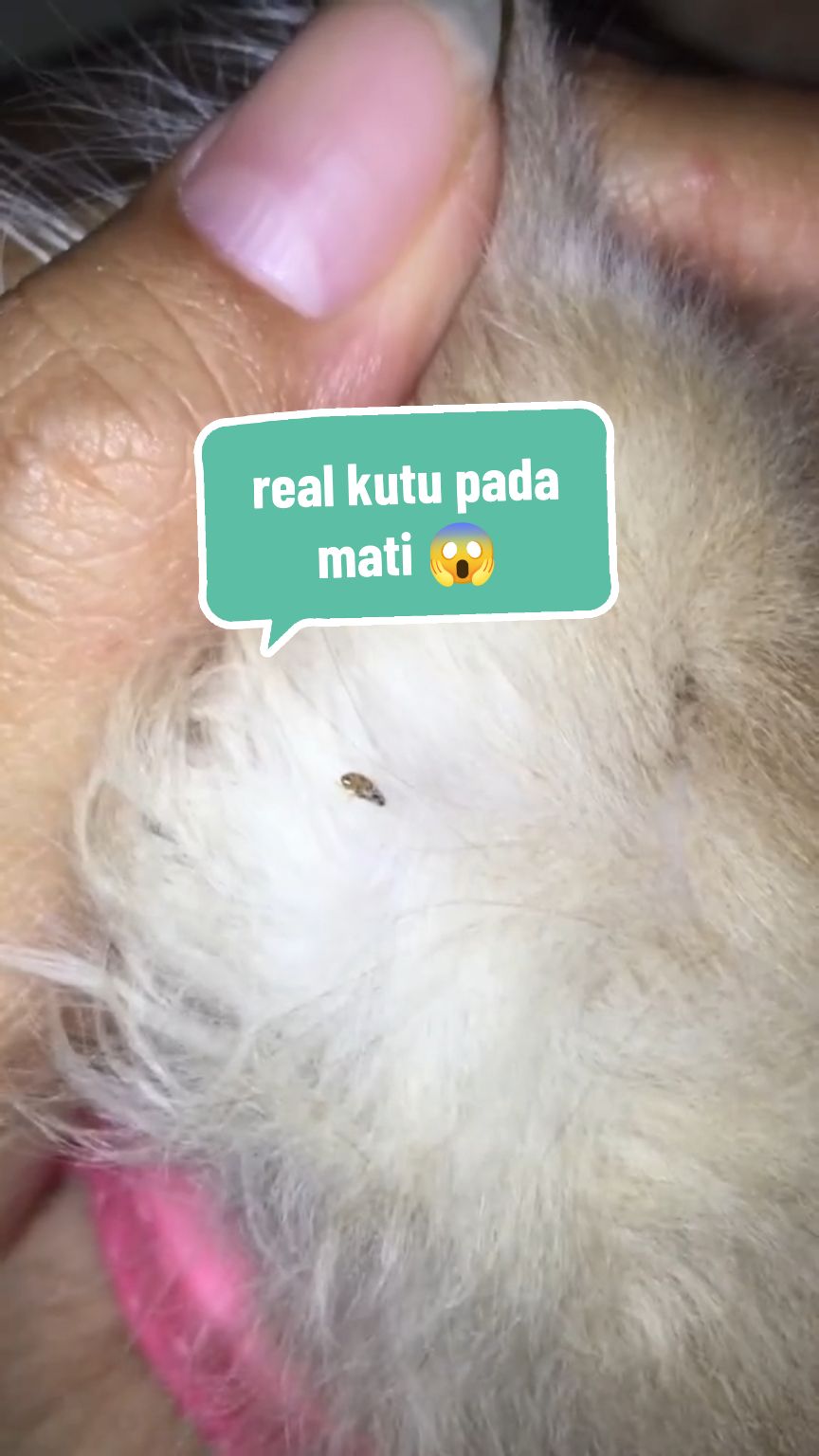 @Rich.id Petshop