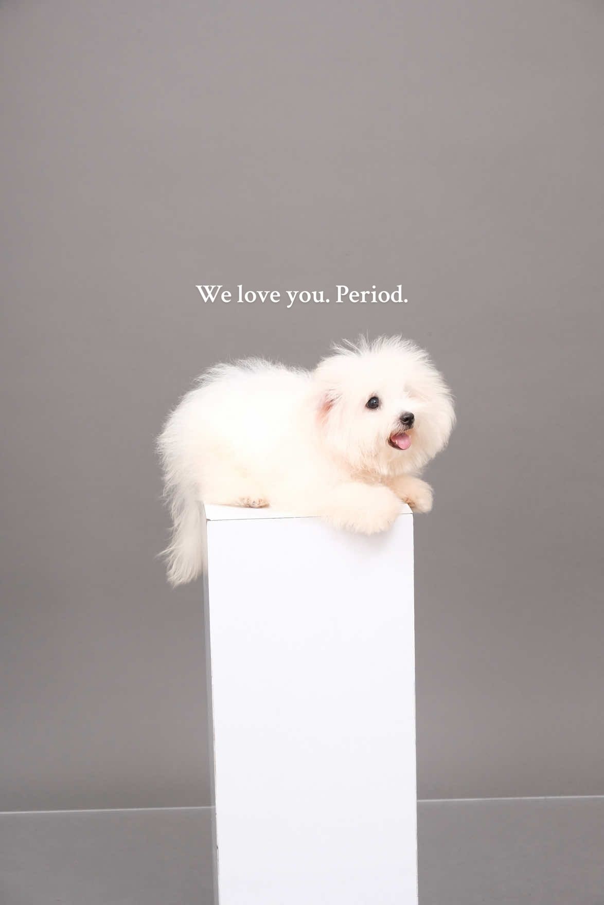 @Monseri Puppy