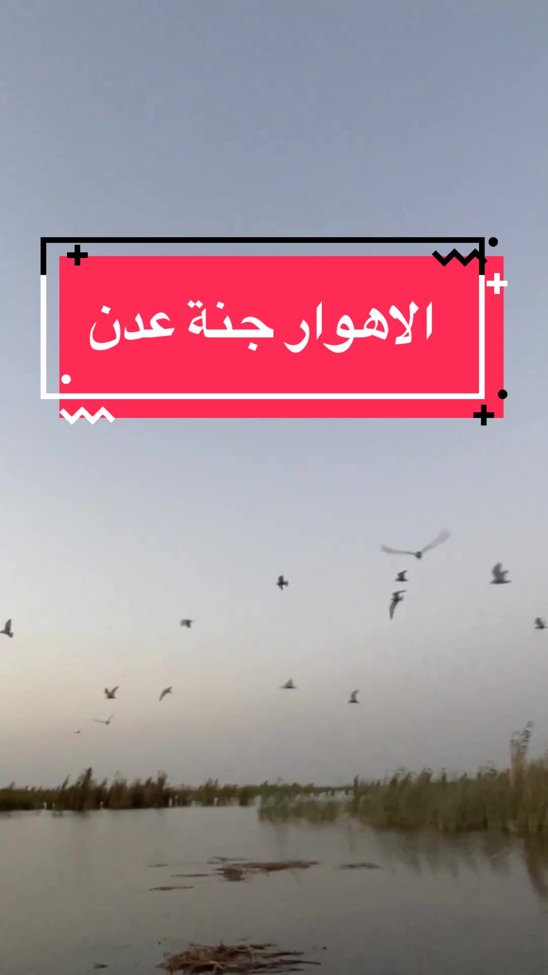 @الحياة البرية العراقية Iraqi W