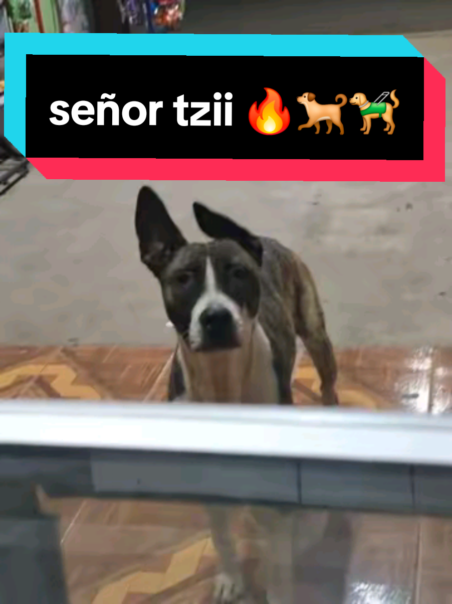 @Señor Tzii